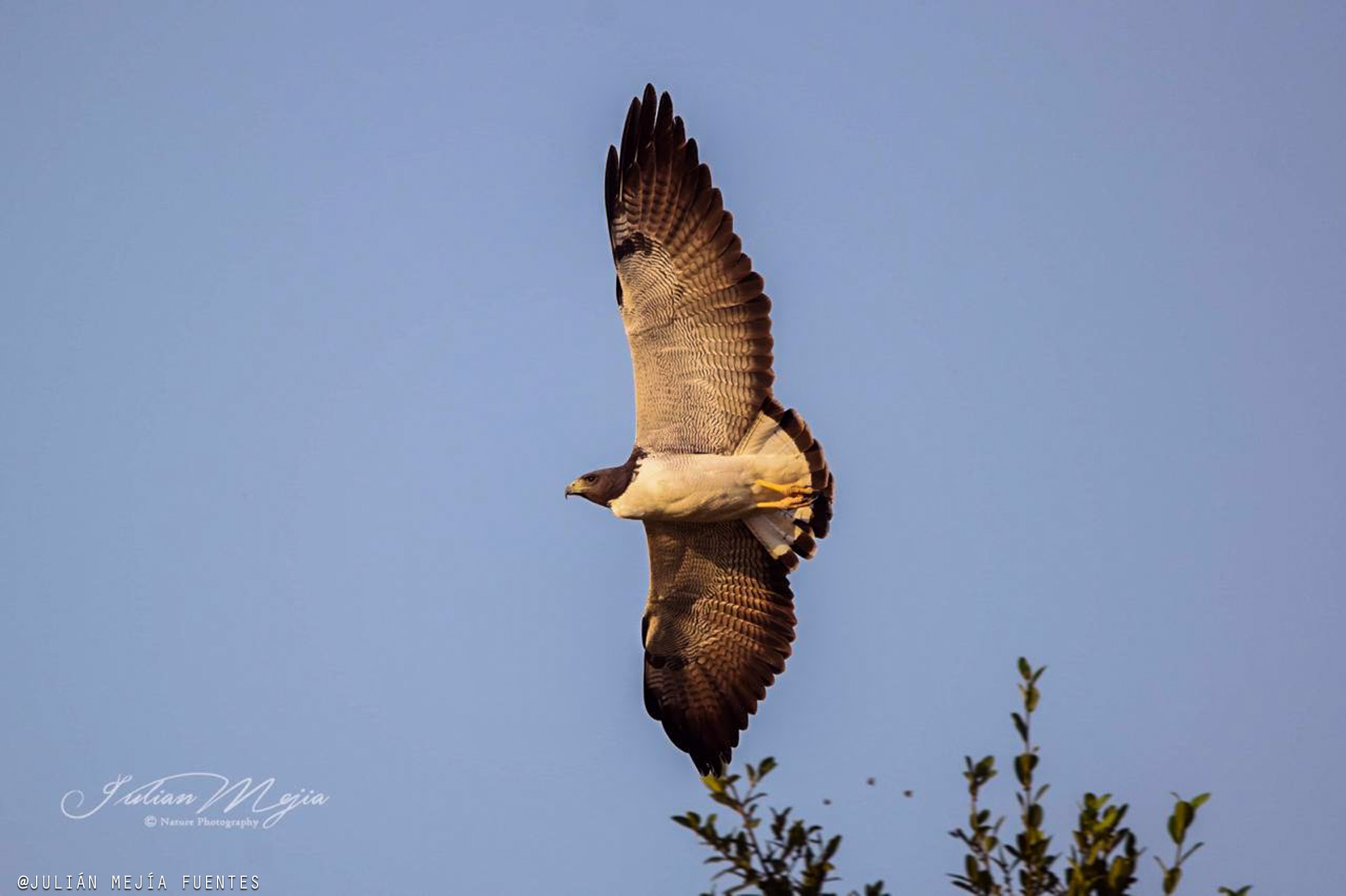 Águila Reserva Natural El Encanto de Guanapalo