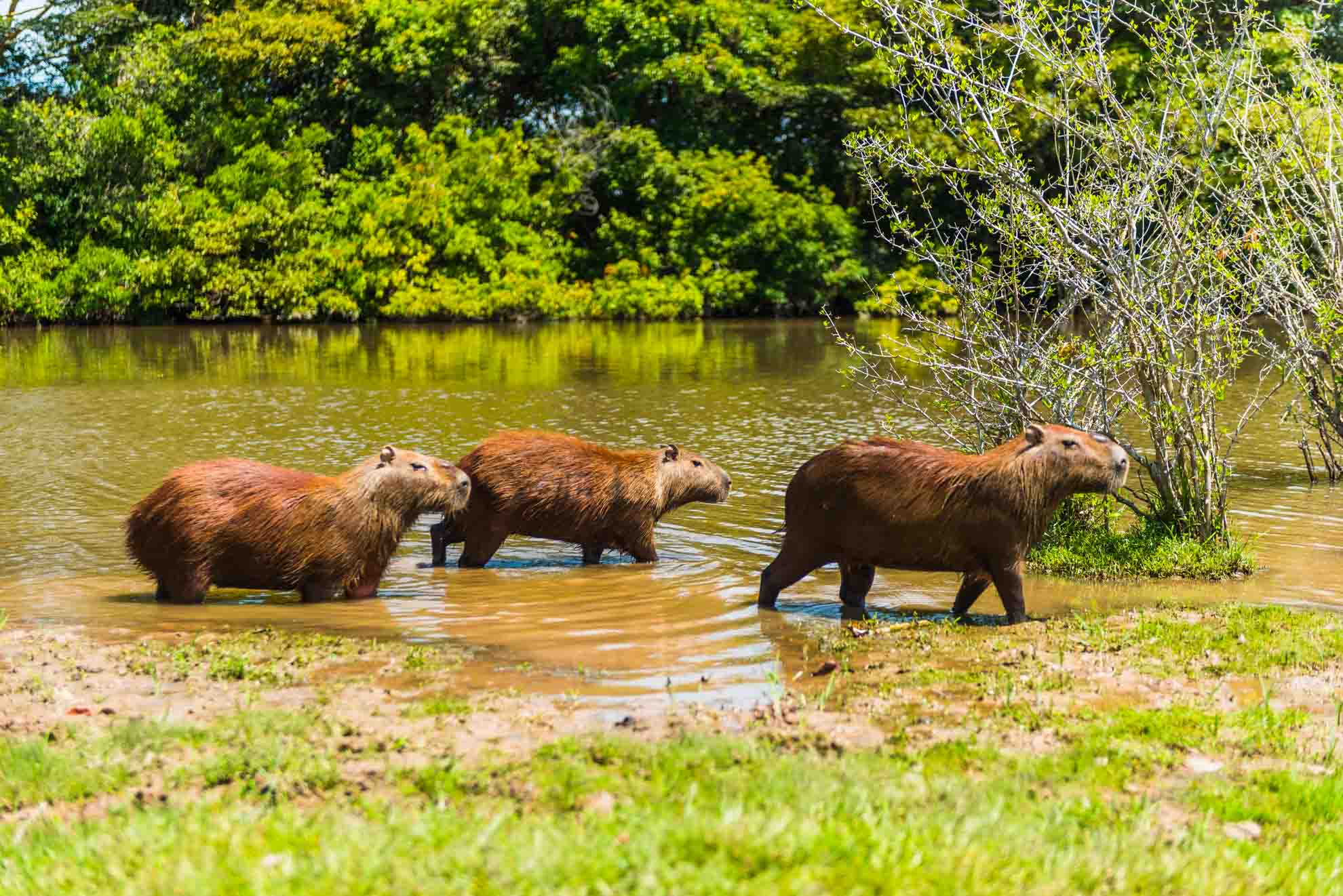 Capibara o chigüiro – Avistamiento de vida silvestre | Reserva Natural ...